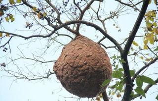 蜂巢在线观看,揭秘神秘蜂巢世界的奇幻之旅  第3张